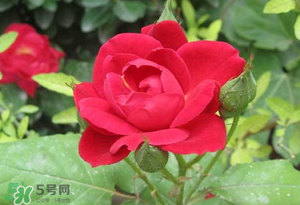 春天可以種玫瑰嗎？春天適合種玫瑰嗎？