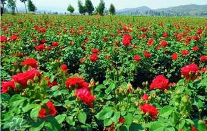 春天可以種玫瑰嗎？春天適合種玫瑰嗎？