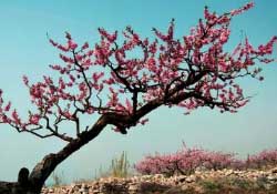 春天桃樹(shù)打什么藥？桃樹(shù)春天什么時(shí)候打藥？