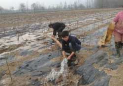 桃樹春天什么時(shí)候澆水？桃樹什么時(shí)候澆水？