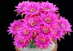 四月份開什么花？四月份什么花開？