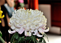 清明節(jié)掃墓買什么顏色菊花？清明節(jié)上墳用什么顏色菊花？