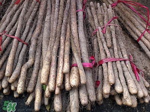 假山藥是什么 山藥真假有什么區(qū)別 假山藥是什么 山藥真假有什么區(qū)別