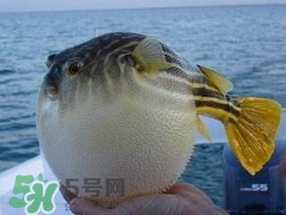 河豚怎么吃才沒毒？吃河豚的禁忌