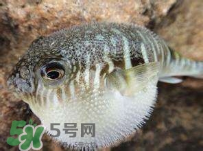 河豚怎么吃才沒毒？吃河豚的禁忌