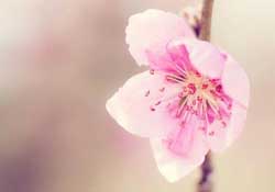 四月份還有桃花嗎？桃花幾月份開？