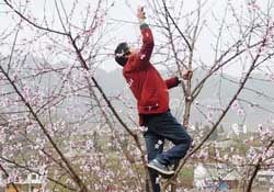 春天桃樹能剪枝嗎？桃樹春季什么時(shí)間剪枝？