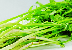 吃野芹菜會(huì)中毒嗎？吃野芹菜中毒了怎么辦？