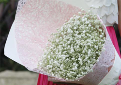 清明節(jié)上墳可以帶滿天星嗎？清明節(jié)掃墓能用滿天星嗎？