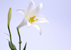 清明節(jié)上墳可以帶百合花嗎？清明節(jié)掃墓能用百合花嗎？