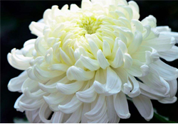 清明節(jié)掃墓為什么用菊花？清明節(jié)上墳為什么要送菊花？