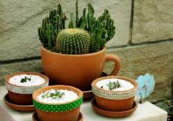 春天種什么植物？春天適合種什么植物？