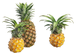 什么人不能吃菠蘿？菠蘿什么時(shí)候吃最好？