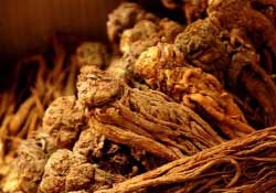 春天可以吃當(dāng)歸嗎？春天吃當(dāng)歸上火嗎？