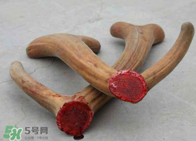 ?春天可以吃鹿茸嗎？鹿茸什么季節(jié)吃最合適？