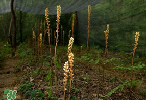 春天能吃天麻嗎？春天可以吃天麻嗎？