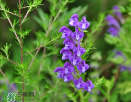 春天能吃丹參嗎？丹參什么人不能吃？