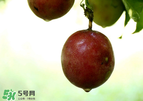 春天能吃百香果嗎？春天吃百香果好嗎？