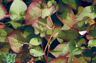 折耳根的功效與作用 折耳根有什么功效？