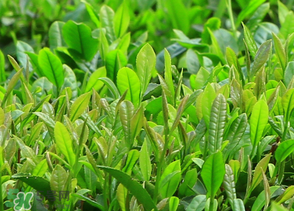 清明茶什么時候采？采清明茶什么時候結(jié)束？