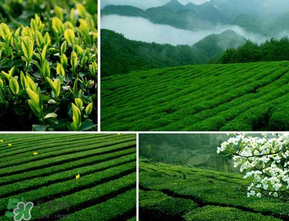 清明茶什么時候采？采清明茶什么時候結(jié)束？