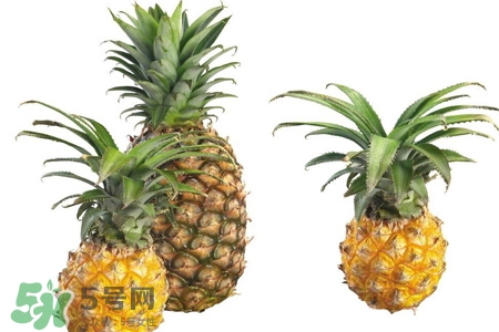 菠蘿可以吸甲醛嗎？菠蘿可以除甲醛嗎？