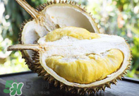 什么人不能吃榴蓮？榴蓮不適合什么人群吃？