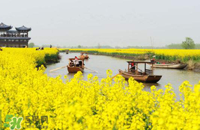 四月份還有油菜花嗎？4月份還有油菜花嗎？