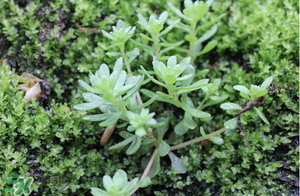 吃清明菜的好處 清明菜的功效與作用 吃清明菜的好處 清明菜的功效與作用