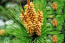 松花粉的營養(yǎng)價值 松花粉的功效與作用 松花粉的營養(yǎng)價值 松花粉的功效與作用