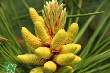 松花粉的營養(yǎng)價值 松花粉的功效與作用 松花粉的營養(yǎng)價值 松花粉的功效與作用