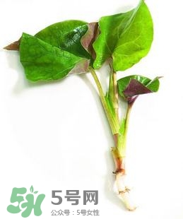 折耳根的功效與作用 折耳根有什么功效？