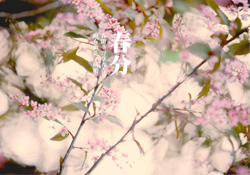 春分是春天的開始嗎？春分是春天來的意思嗎？