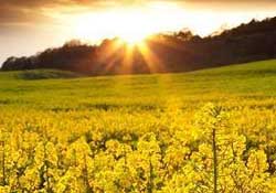 四月份還有油菜花嗎？4月份還有油菜花嗎？