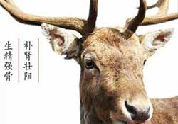 ?春天可以吃鹿茸嗎？鹿茸什么季節(jié)吃最合適？