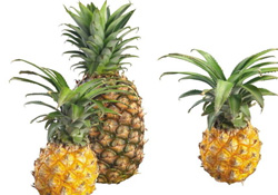 菠蘿可以吸甲醛嗎？菠蘿可以除甲醛嗎？