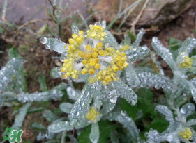 清明菜是什么菜？清明菜是艾草嗎？