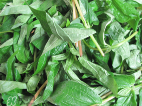 清明菜是什么菜？清明菜是艾草嗎？