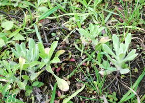 清明菜是什么菜？清明菜是艾草嗎？