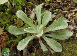 清明菜怎么做好吃？清明菜怎么做止咳？