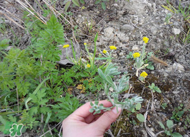 清明菜怎么做好吃？清明菜怎么做止咳？