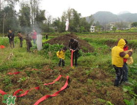 清明不過社是什么意思？清明不過社的社是哪天？