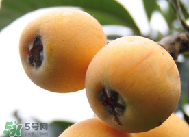 枇杷什么時(shí)候成熟？枇杷什么時(shí)候上市？