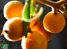 枇杷什么時(shí)候成熟？枇杷什么時(shí)候上市？