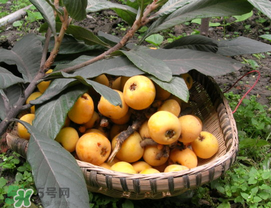 枇杷能放冰箱嗎？枇杷可以放冰箱保存嗎？