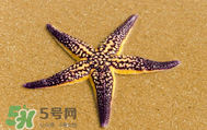 海星怎么吃？海星能吃嗎？