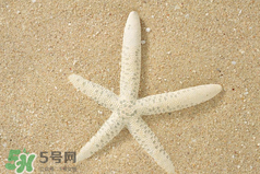 海星怎么吃？海星能吃嗎？