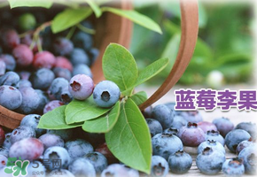 藍莓李果是假的嗎？火車上的藍莓李果是真的嗎？