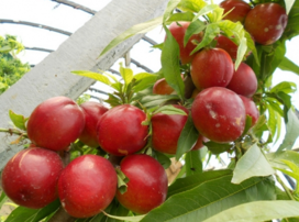 油桃什么時候上市？油桃最早的幾月份上市？