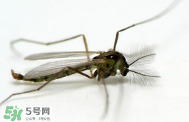 蚊蟲叮咬會傳播艾滋病嗎？蚊蟲會傳染乙肝嗎？